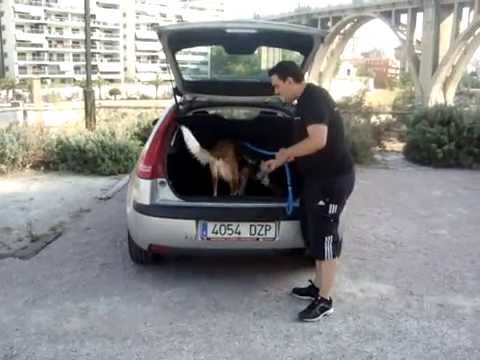 como llevar al perro en el maletero