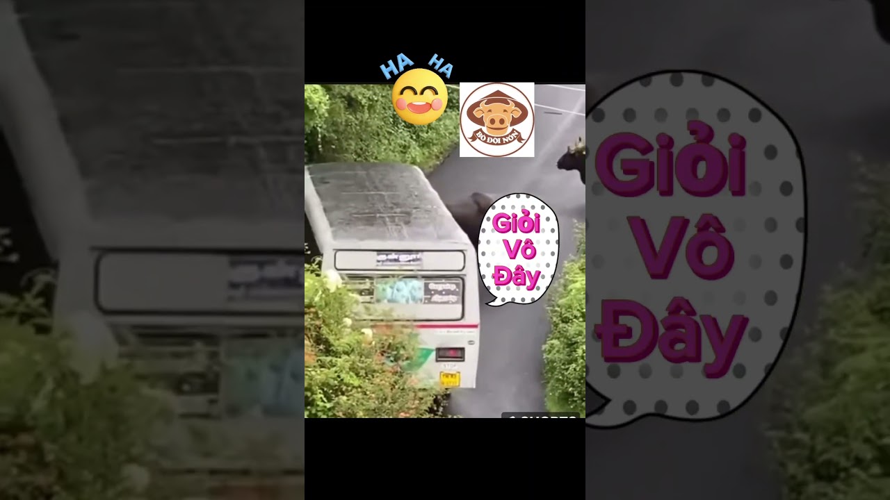 los conductores deben ceder el paso a los animales