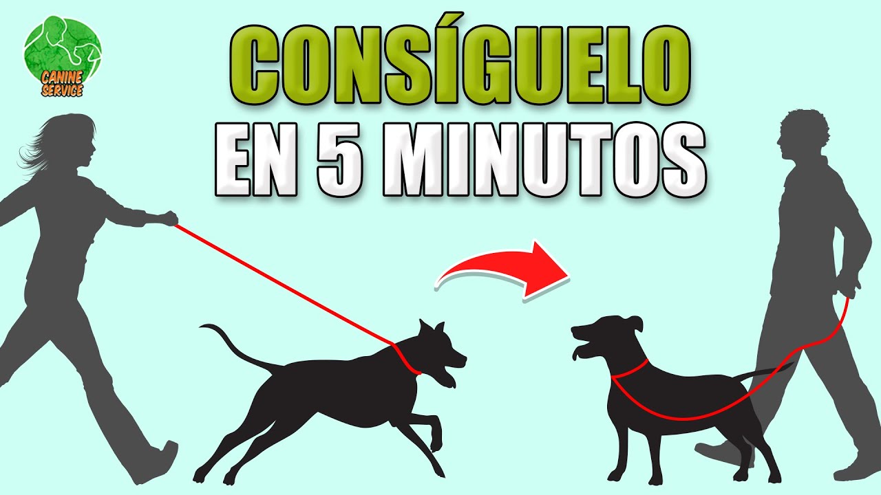 se puede llevar el perro suelto