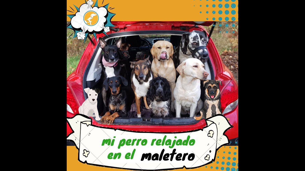 se puede llevar un perro en el maletero del coche