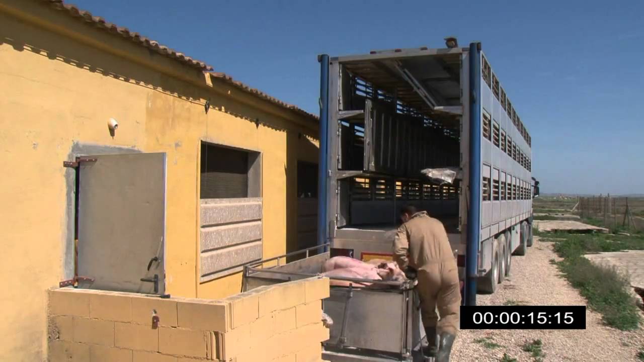 camiones de 3500 kg para transporte de animales vivos