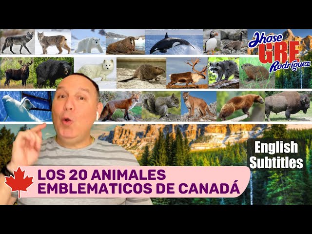 cual es el animal de canada