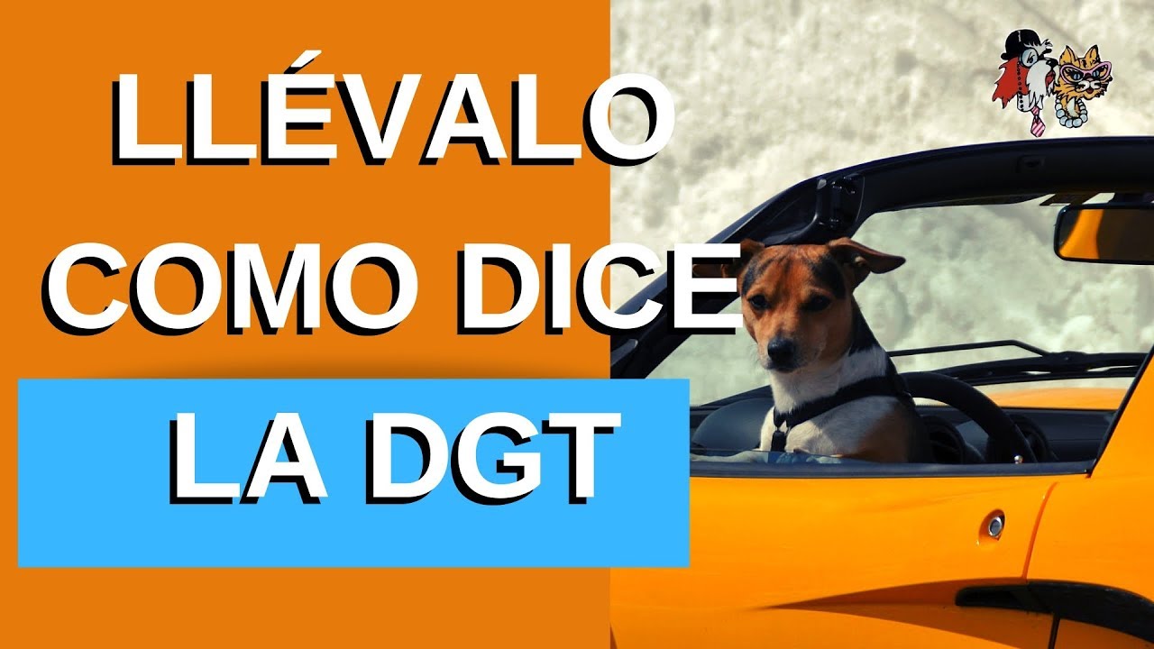 cuantos perros puedo llevar en el coche