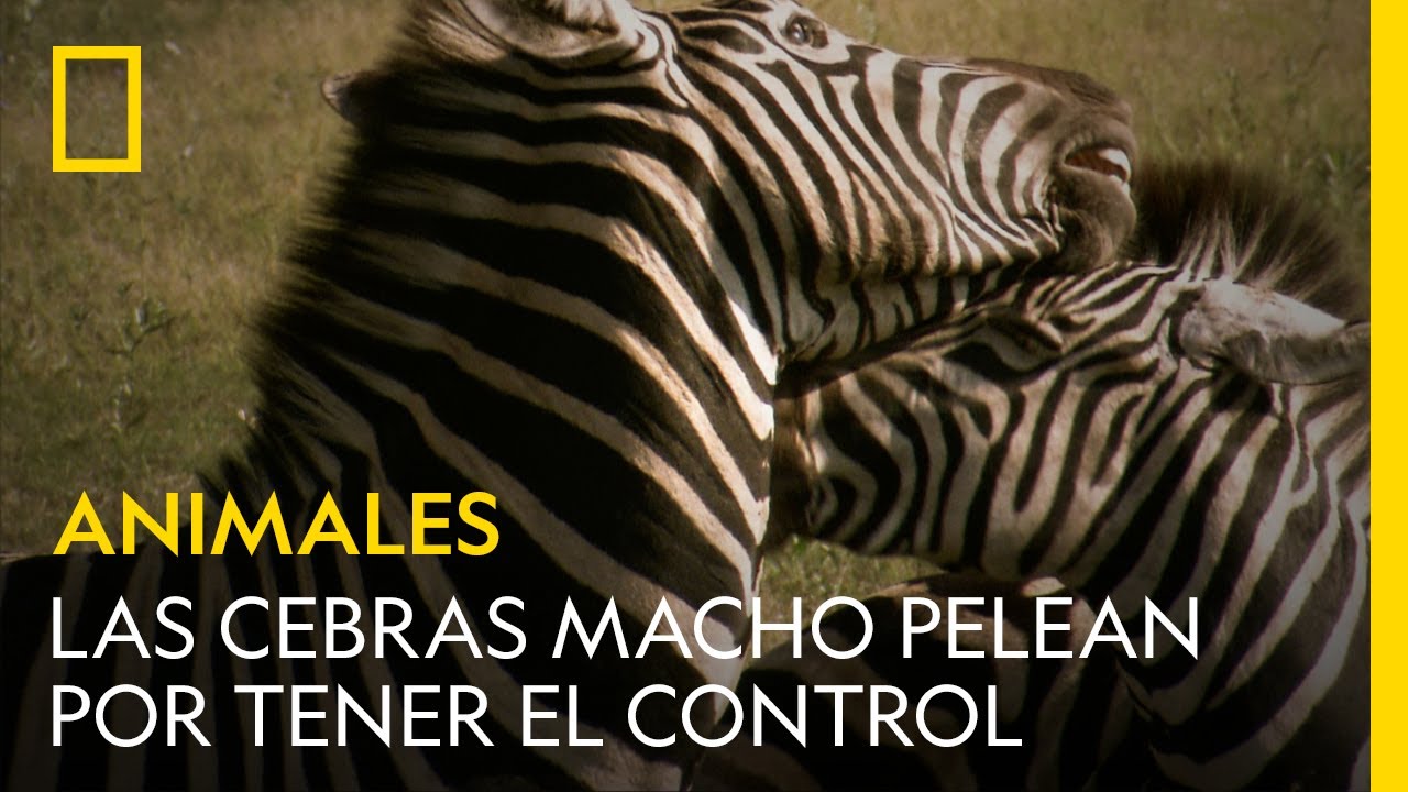 es legal tener una cebra en españa