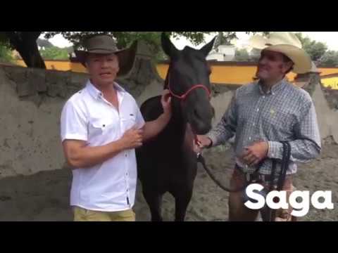 hasta que edad se puede montar un caballo