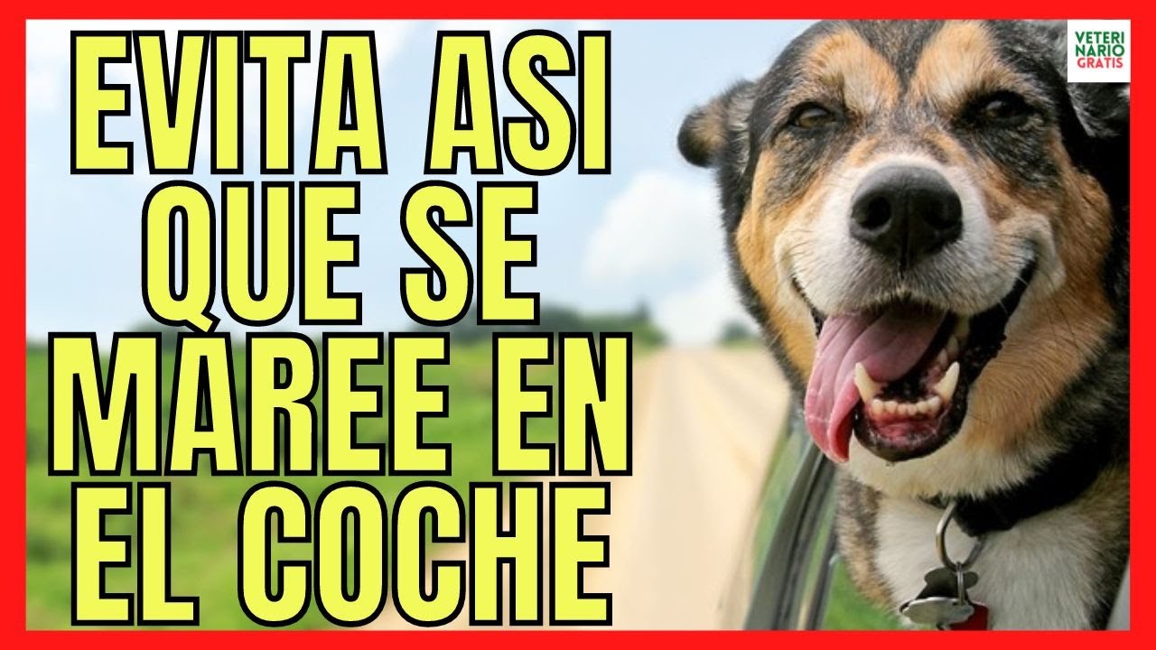 mi perro se marea en el coche