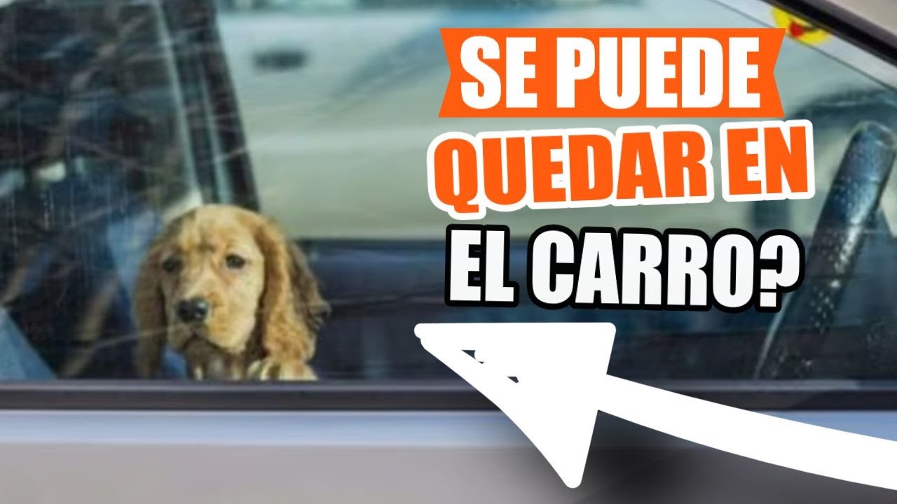 puedo dejar a mi perro en el coche