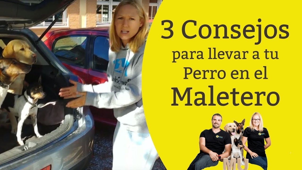 se puede transportar perros en el maletero