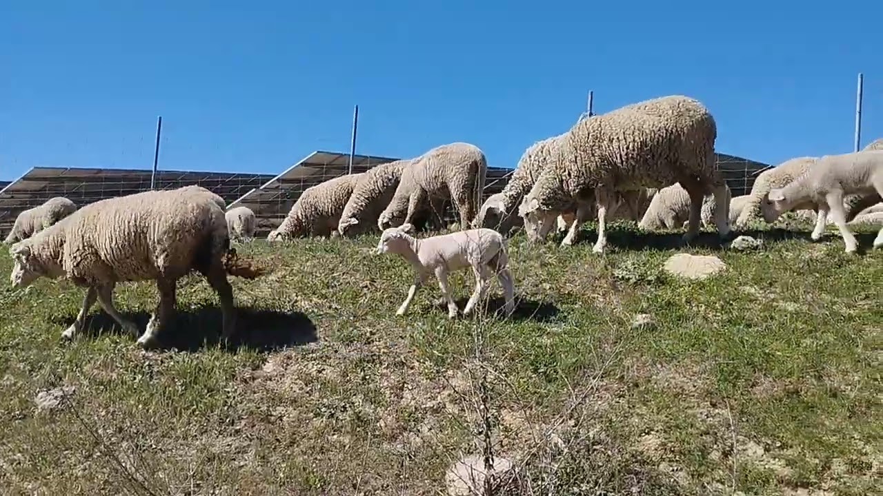 cuando no exista vía pecuaria los animales pueden circular